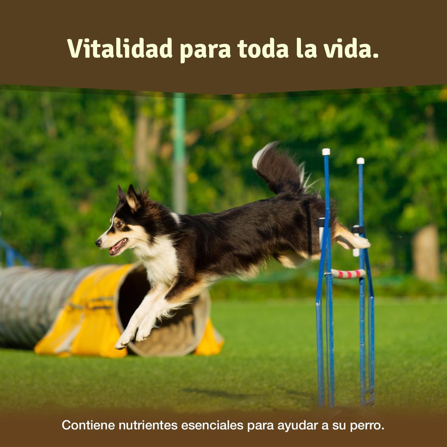 Los Comprimidos Condroprotector Perros Para Articulaciones Veddelholzer Con MSM, Harpagófito Glucosamina Colágeno Para Fortalecer Los Huesos, Fabricadas En Alemania, 125 Cápsulas Con Hialurón