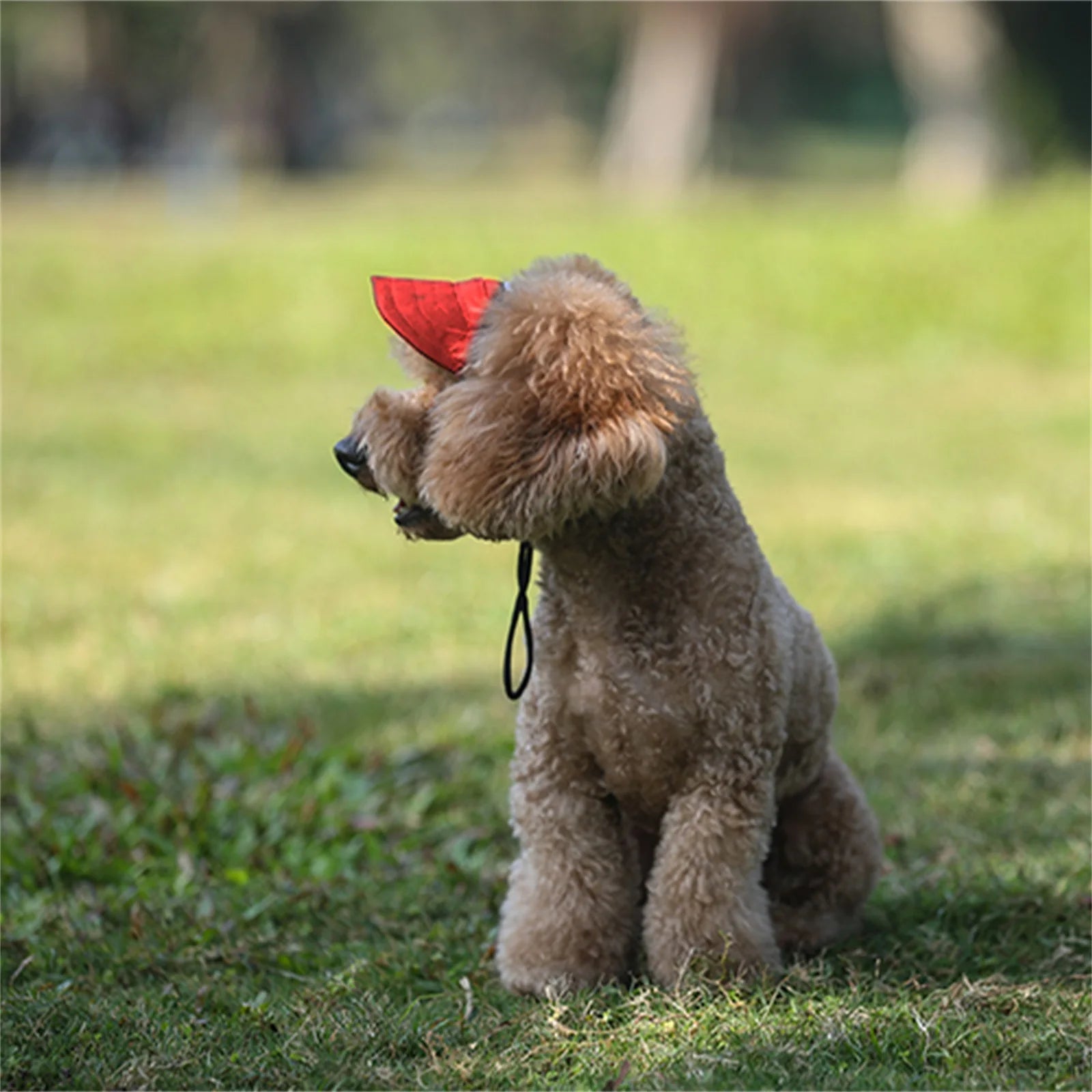 Gorra ajustable para perros